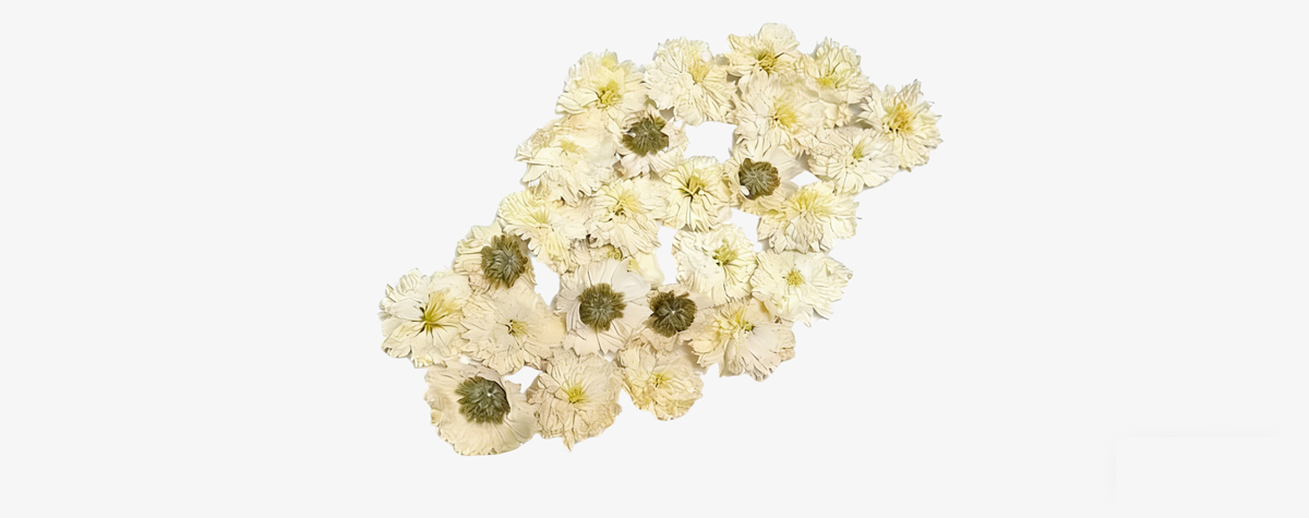 黄山贡菊GAP体系项目