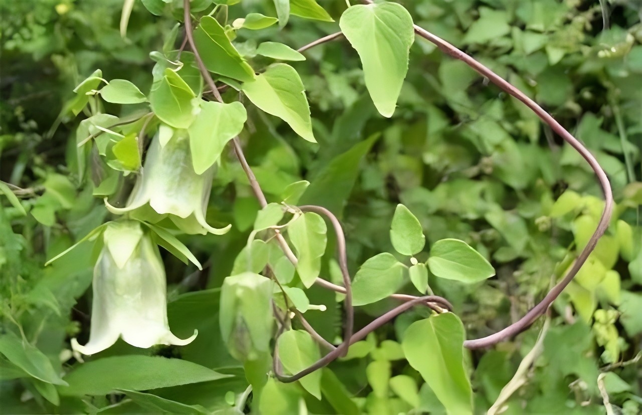 【GAP政策补贴】山西 | 最高每亩补 300 元！新绛县 2026 中药材项目开始申报